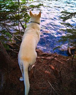 Dog against white wall