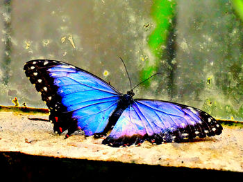 Close-up of butterfly perching on branch