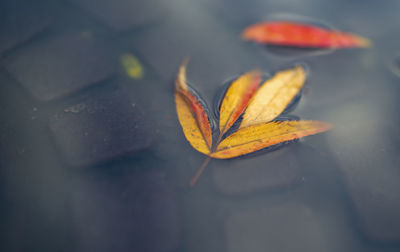 Ash leaves in a puddle in the rain bright autumn background.