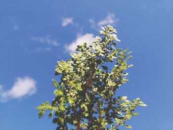 Low angle view of flowering plant against blue sky