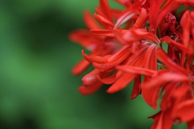 Close-up of red flowering plant
