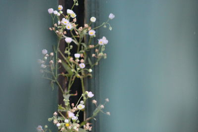 Close-up of flowers blooming outdoors