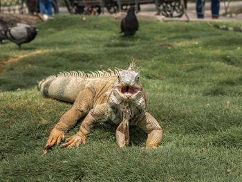 Iguana on grass