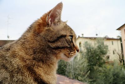 Close-up of stray cat looking away against sky