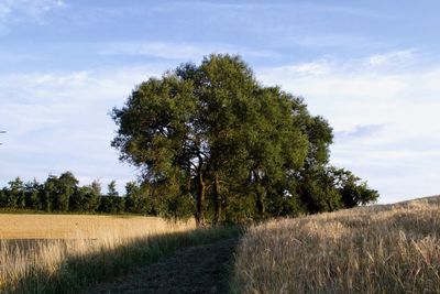 Trees on field against sky