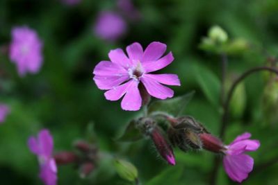 Close-up of pink flower blooming