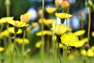 Close-up of yellow flowering plant on field