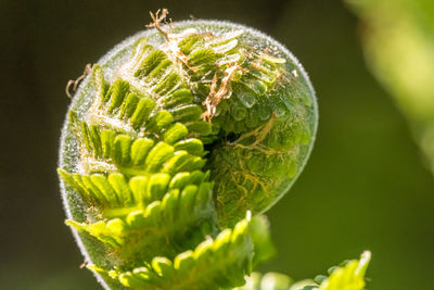 Close-up of fern plant