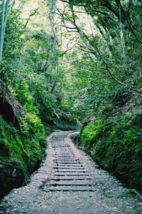 Dirt road amidst trees in forest