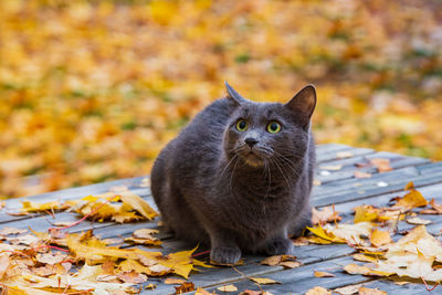 Portrait of a cat on autumn leaves
