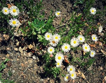 Close-up of white daisy flowers in field