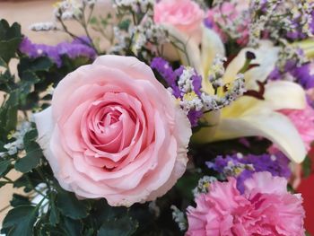 Close-up of pink rose flower