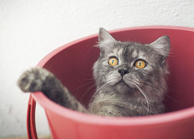 Close-up of cat in a bucket