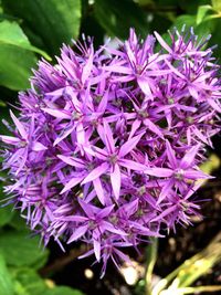 Close-up of purple flowers blooming outdoors