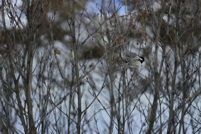 Close-up of bird perching on tree during winter