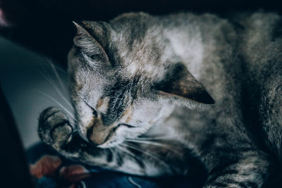 Close-up of cat sleeping