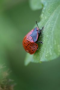 Close-up of ladybug on leaf