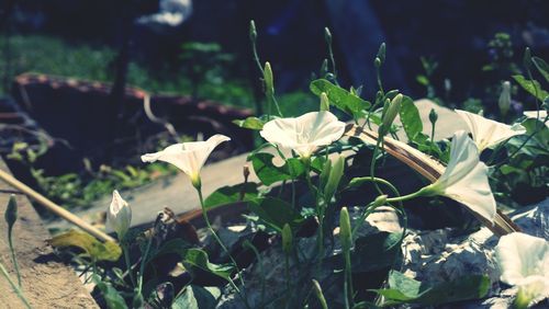 Close-up of white flowers