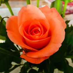 Close-up of rose blooming outdoors