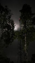 tree