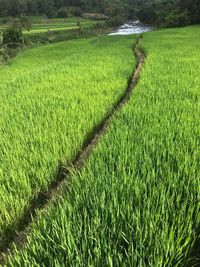 Scenic view of agricultural field