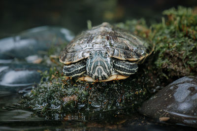 Close-up of turtle