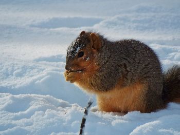 Squirrel in snow against sky