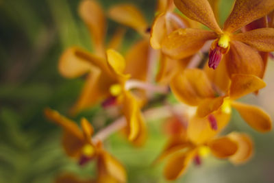 Close-up of yellow flowering plant