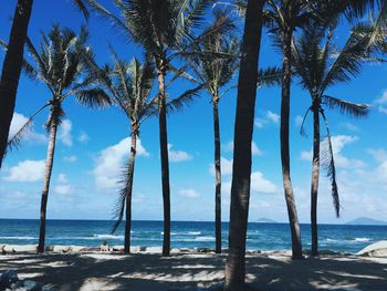 Palm trees on beach against blue sky