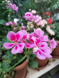 Close-up of pink flowering plant