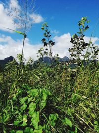 Plants growing on land against sky