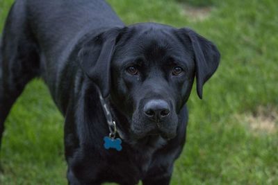 Close-up portrait of black dog on field