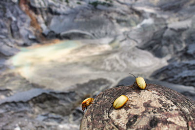 Close-up of lizard on rock