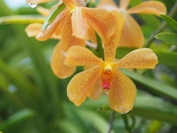 Close-up of yellow flowering plant