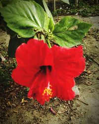 Close-up of red flowers