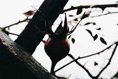 Low angle view of bird perching on branch against sky