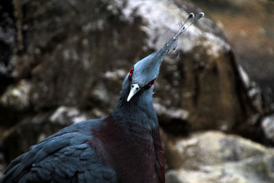 Close-up of victoria crowned pigeon against rocks