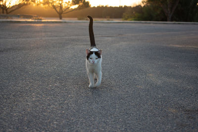 Dog on road