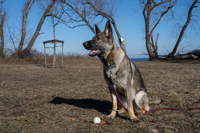 Dog standing on field