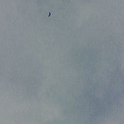 Low angle view of bird flying in sky