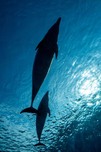 View of dolphin swimming in aquarium 