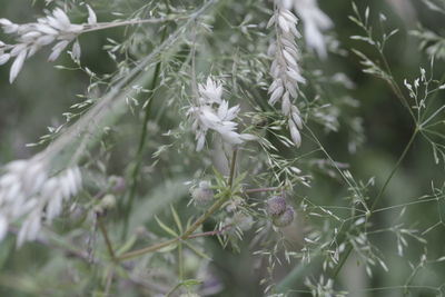 Close-up of white flowering plant