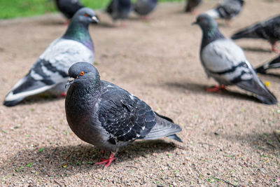 Close-up of pigeons