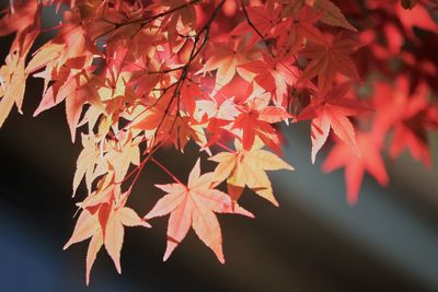 Close-up of maple leaves on tree during autumn