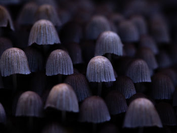 Beautiful gray fairy inkcap mushrooms growing on the old tree trunk in autumn forest.