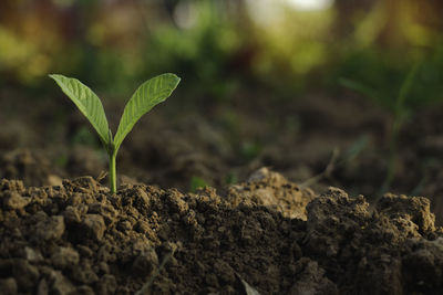 Close-up of small plant growing on field