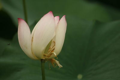 Close-up of pink lotus