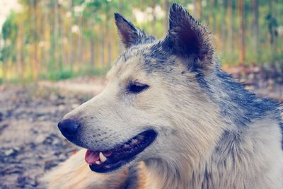 Close-up of dog looking away
