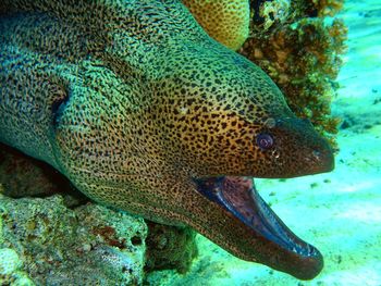 Close-up of fish underwater