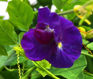 Close-up of purple flowering plant